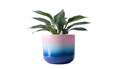 Plant on a pink pot PNG on transparent background with full depth