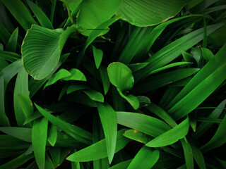 Obraz premium Dark moody green ambiance of Calathea lutea and Pandanus ammaryllifolius as wallpaper textured background