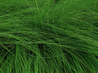 dark moody green of tall feather grass Pennisetum Alopecuroides as textured background