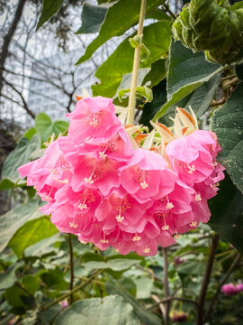Dombeya Blooms: A Dance of Pink Petals and Green Leaves