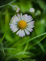 Fototapeta premium daisy flower in the drop water