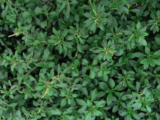 shot from above, top view of Cat's whiskers, Kidney tea plant, Java tea, Orthosiphon aristatus (Blume) Miq.