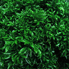Natural pattern of green fence of boxwood. Lush leaves background.