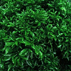 Cercles muraux Vert Natural pattern of green fence of boxwood. Lush leaves background.