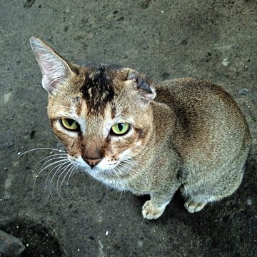 A young stray cat with a broken ear or one eared against the background of rough textured concrete pedestian. Portrait of a homeless unfortunate cat with one ear.