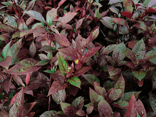 wet after rain ruby purple leaf Alternanthera dentata Graptophyllum pictum as background