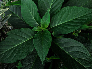 A close up of a green plant dark and moody. High quality photo