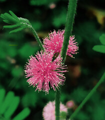 Closeup of purple beautiful Mimosa pudica or Thorny plant flowers in dark moody green
