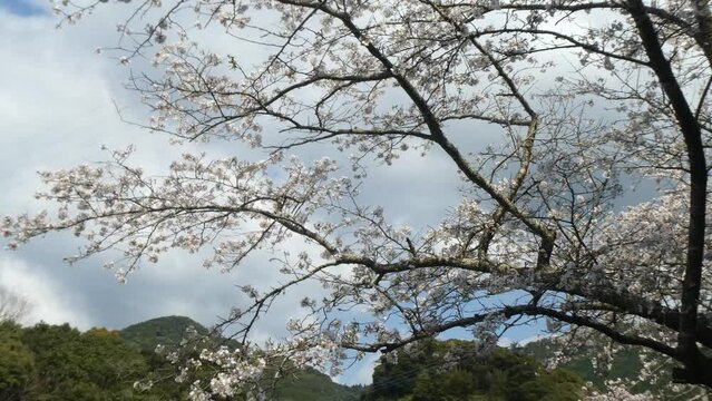 厚い雲と揺れる桜の枝