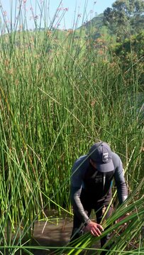 Farmer planting reeds into water to reforest the lake