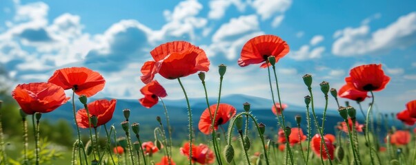 Obraz premium Beautiful poppy field in spring on blue sky background