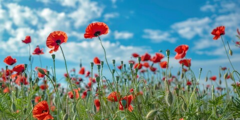 Beautiful poppy field in spring on blue sky background