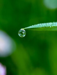 Obraz premium water drops on a green leaf