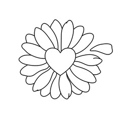 Vector isolated one single chamomile flower with heart shape center with petals yes or no colorless black and white contour line easy drawing