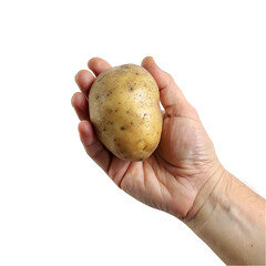 Hand holding potato isolated on transparent background.