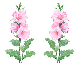 Hollyhocks flowers remove background , flowers, watercolor, isolated white background - obrazy, fototapety, plakaty