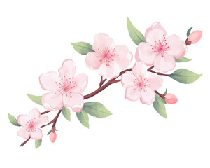 Japonica flowers remove background , flowers, watercolor, isolated white background