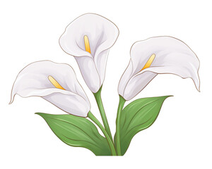 Lilies flowers remove background , flowers, watercolor, isolated white background