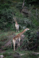 Giraffes Standing on Lush Green Hillside