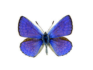 Blue butterfly isolated on transparent. Big blue iridescent butterfly Lycaena png. Collection...