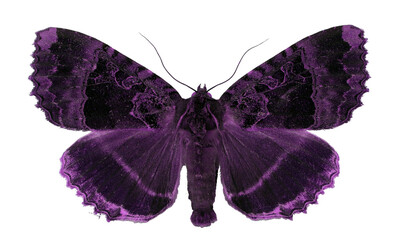 Black purple butterfly moth isolated on a transparent background. Mormo maura, noctuidae....
