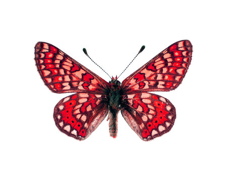 Red butterfly isolated on a transparent background. Euphydryas, Nymphalidae. Collection butterflies, insect, design element.