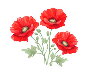 Poppies flowers remove background , flowers, watercolor, isolated white background