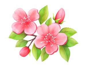 Fototapeta na wymiar Quince flowers remove background , flowers, watercolor, isolated white background