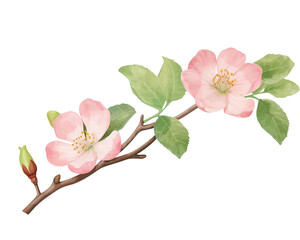 Quince flowers remove background , flowers, watercolor, isolated white background