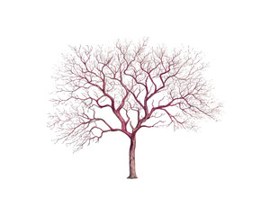 Obraz premium Redwood Tree remove background tree, watercolor, isolated white background