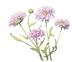 Scabiosa flowers remove background , flowers, watercolor, isolated white background