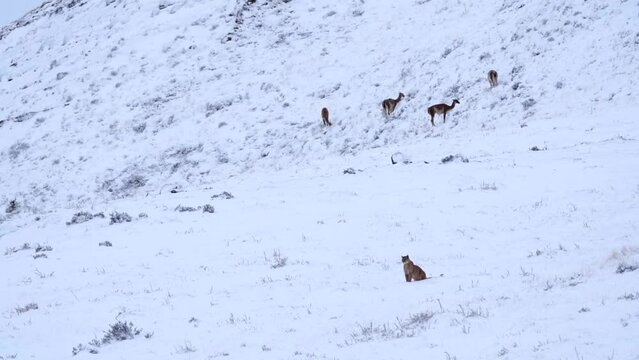 Wild puma sitting on snow hills watching guanacos in South America Patagonia in Chile, in natural park Torres del Paine. High quality FullHD footage