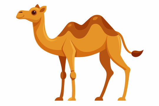 camel