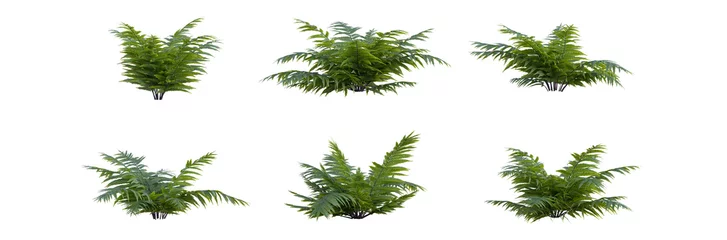Foto op Canvas Fern shrub vascular plants 3D render overcast lighting on isolated white background © moh