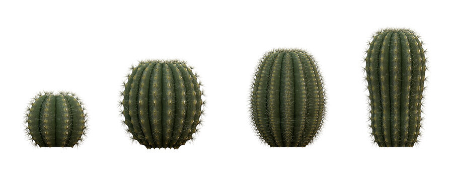 Cactus succulent plants 3D render overcast lighting on isolated white background