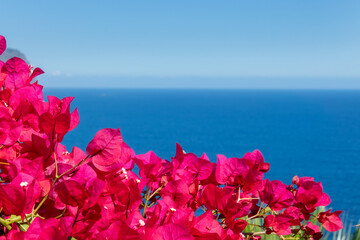Bougainvillea flowers and ocean background with copyspace - 777371516