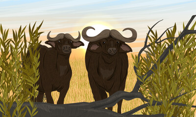 A pair of African buffalos walk along the dry savannah. Thickets of bushes and branches of a fallen tree floor the hot sun. Realistic vector landscape