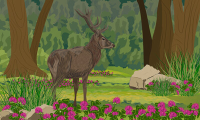 A large male red deer stands in the summer forest. Realistic vector landscape