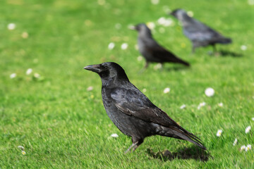  Portrait of an adult black crow (Corvus corone) on a green meadow in spring with two jackdaws in the background - 777375380