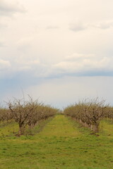 A grassy field with trees and a cloudy sky