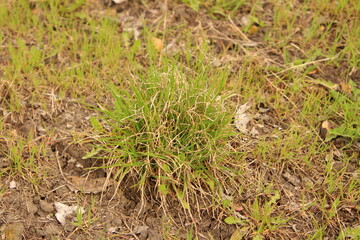A grassy area with a small plant growing in it
