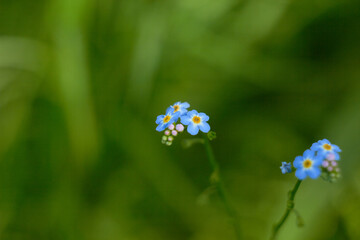 Water Forget-Me-Not, small blue flowers with yellow centres. Myosotis scorpioides.
