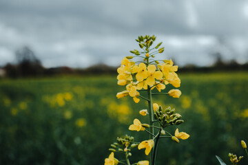 Oilseed Field (UK) 4