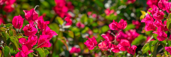 Close up of boungainvillea flowers, panoramic web banner - 777377936