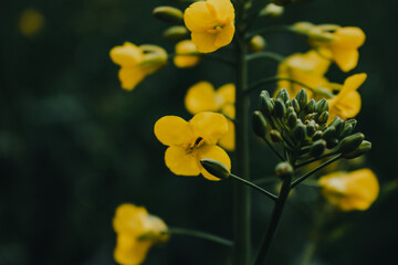 Fototapeta premium Oilseed Field (UK) 1
