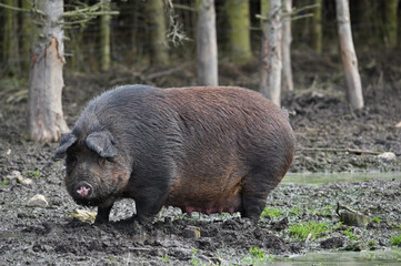 domestic female pig on the farm