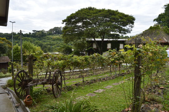 Paisagem com parreiral
