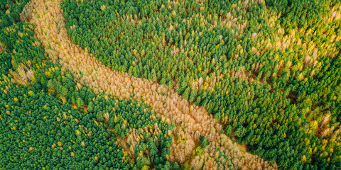 Spring Season. Aerial View Of Deciduous Trees Without Foliage Leaves And Green Pine Forest In...