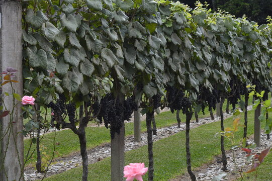 Parreira com uvas