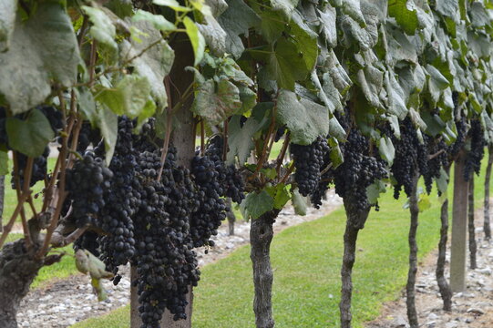 Parreira carregada de uvas